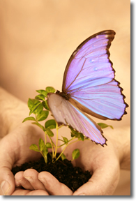 A butterfly on a plant in someone's hand