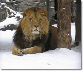 Lion in winter