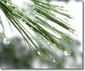 Snow melting off pine needles