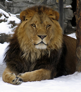 Aslan the lion of narnia