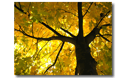 Autumn 
Tree