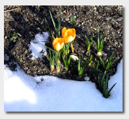 Crocus in Snow