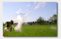 Dandelion blowing