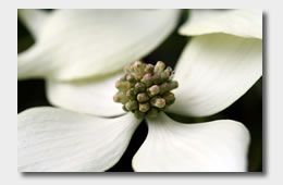 dogwood Flower