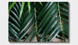 Palm Fronds