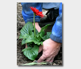 Planting a Flower