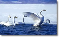 swans